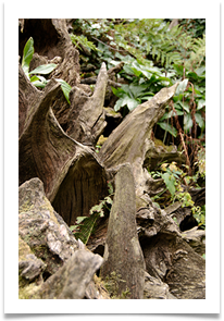 june bannister tree stump - June Bannister